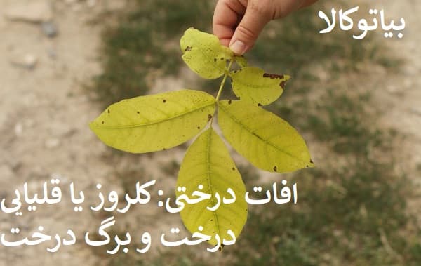 افات درختی گردو